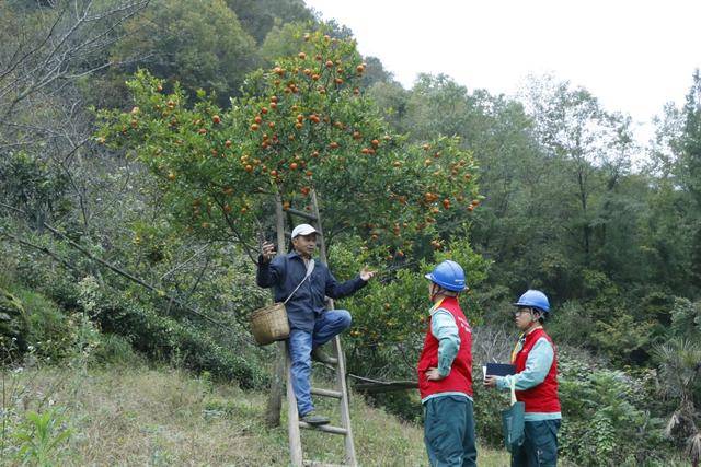 国网紫阳县供电公司：电力护航甜蜜秋收 马甲暖遍山间橘园